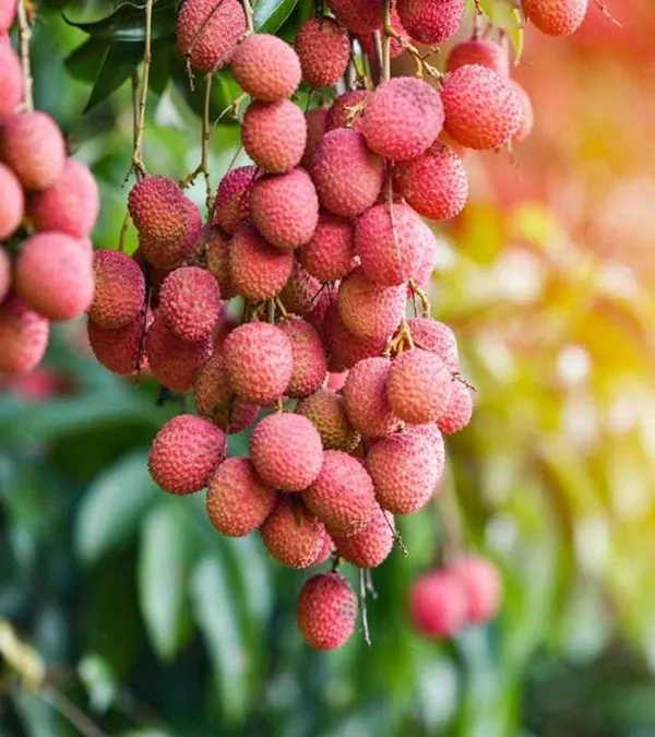 Lychee/Lichu_(Grafted)_Healthy__Plant_Original_Variety,''Pack_Of_1,_Fruit_After_1_Year''