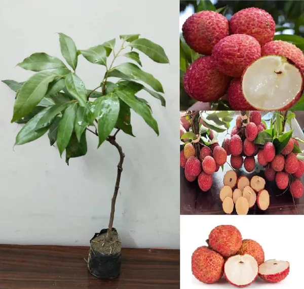 Lychee/Lichu_(Grafted)_Healthy__Plant_Original_Variety,''Pack_Of_1,_Fruit_After_1_Year''