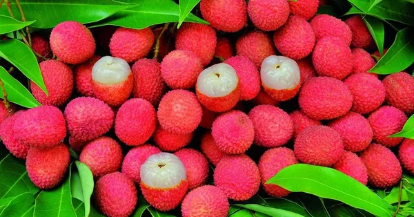 Lychee/Lichu_(Grafted)_Healthy__Plant_Original_Variety,''Pack_Of_1,_Fruit_After_1_Year''