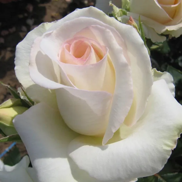 Rose_Plant_Graftad_Home_Gardening_Outdoor_Indoor__Plants_(Mount_Aorangi_Rose)