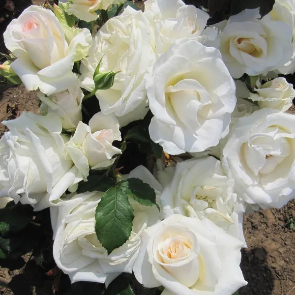Rose_Plant_Graftad_Home_Gardening_Outdoor_Indoor__Plants_(Mount_Aorangi_Rose)