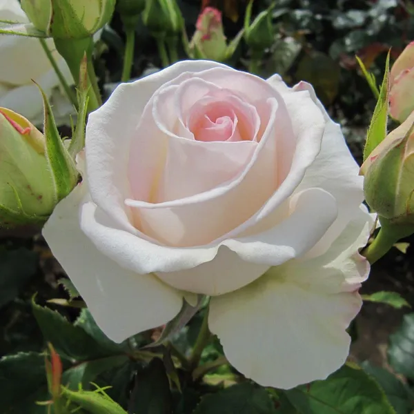 Rose_Plant_Graftad_Home_Gardening_Outdoor_Indoor__Plants_(Mount_Aorangi_Rose)