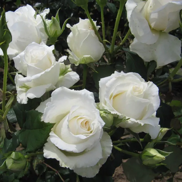 Rose_Plant_Graftad_Home_Gardening_Outdoor_Indoor__Plants_(Mount_Aorangi_Rose)