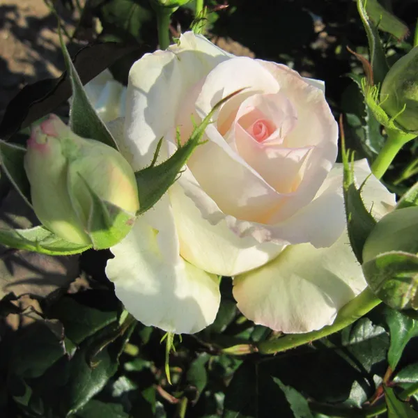 Rose_Plant_Graftad_Home_Gardening_Outdoor_Indoor__Plants_(Mount_Aorangi_Rose)