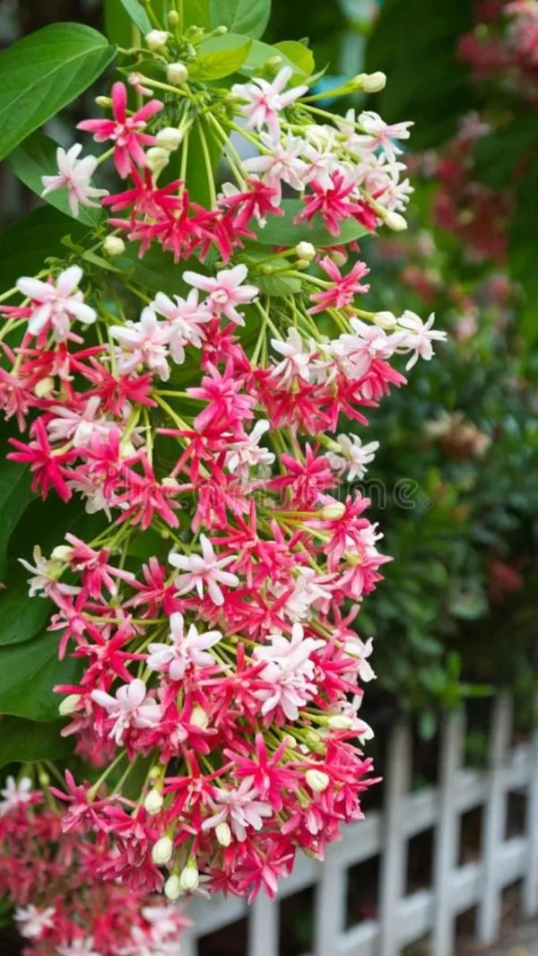 Madhubanilata_Double_Flower_Plant