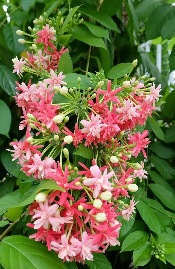Madhubanilata_Double_Flower_Plant