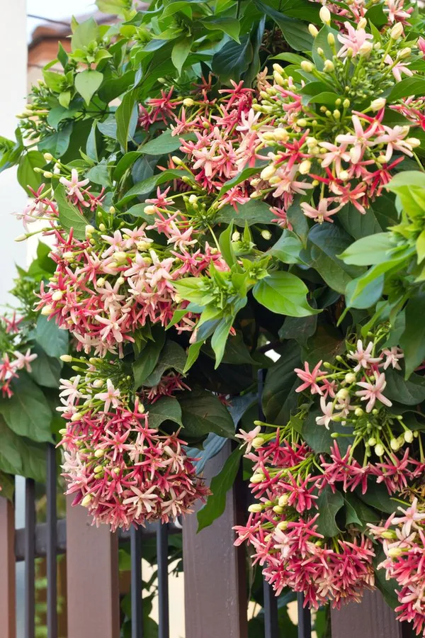 Madhubanilata_Double__Flower_Plant
