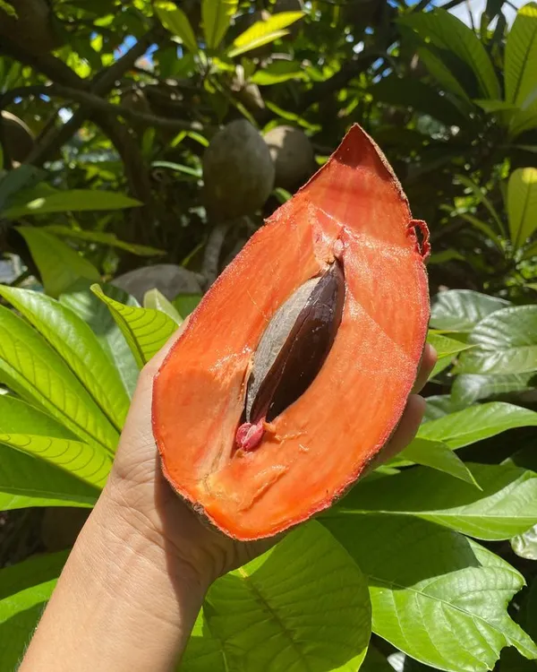 Mamey_Sapote_Key_West_(Pouteria_Sapota)_Seedling_Fruit_Plant_(Home_&_Garden_Plants)