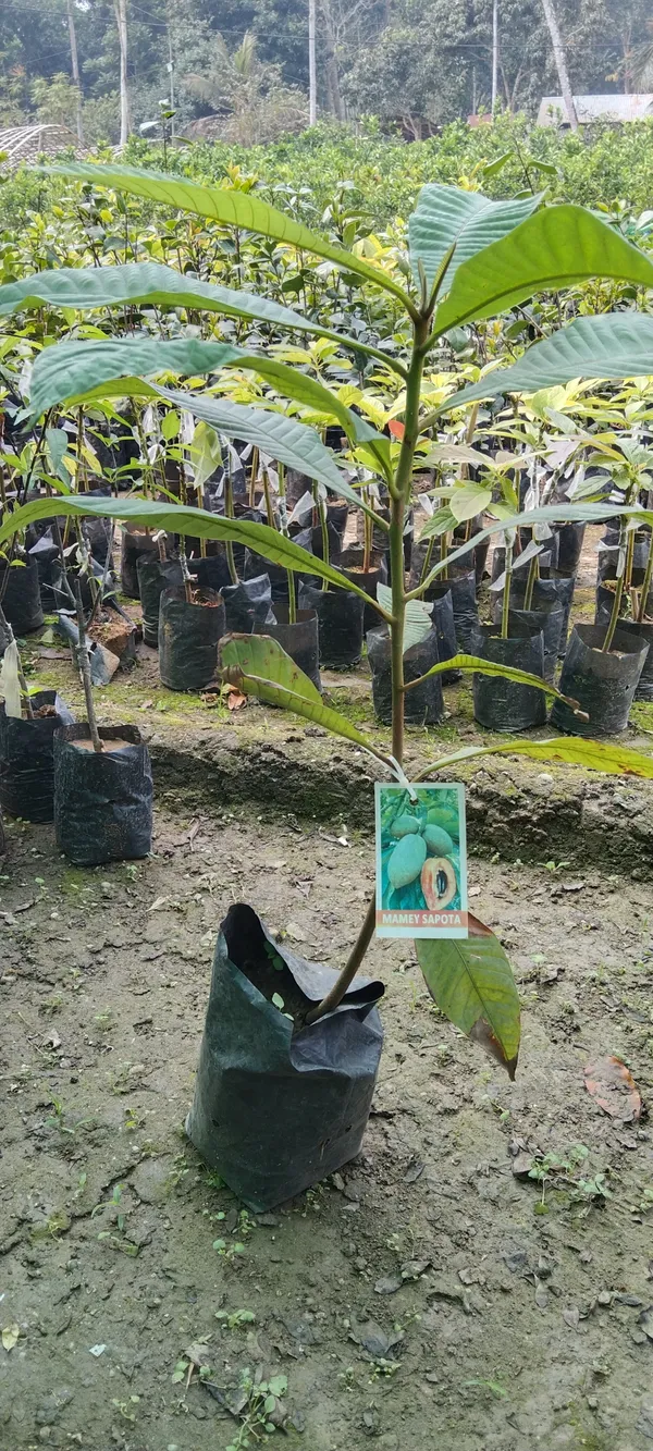 Mamey_Sapote_Key_West_(Pouteria_Sapota)_Seedling_Fruit_Plant_(Home_&_Garden_Plants)