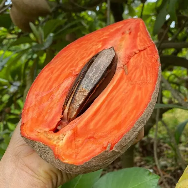 Mamey_Sapote_Key_West_(Pouteria_Sapota)_Seedling_Fruit_Plant_(Home_&_Garden_Plants)