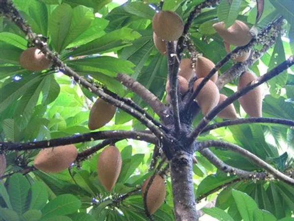 Mamey_Sapote_Key_West_(Pouteria_Sapota)_Seedling_Fruit_Plant_(Home_&_Garden_Plants)