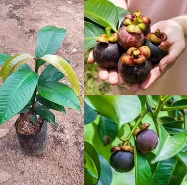Mangosteen_Fruit__Plant_(Garcinia_Mangostana)