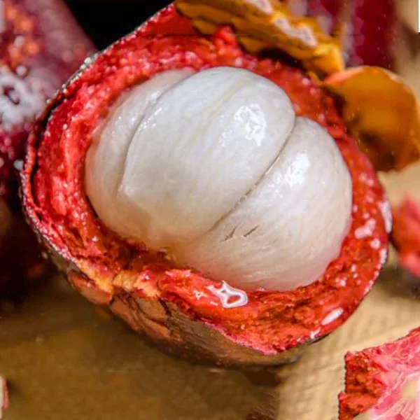 Mangosteen_Fruit__Plant_(Garcinia_Mangostana)