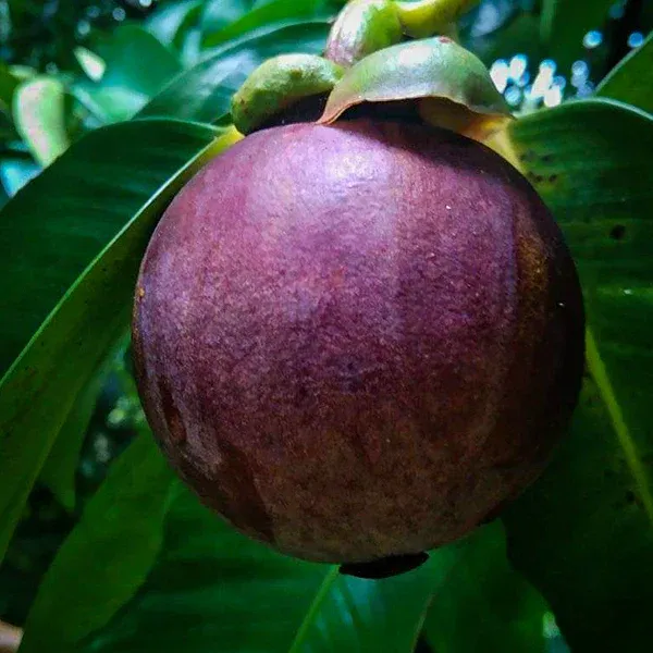 Mangosteen_Fruit__Plant_(Garcinia_Mangostana)