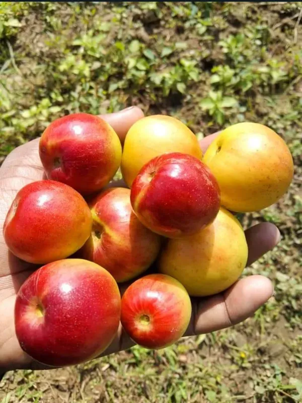 Miss_India_/Thai_Ball_Sundari_Apple_Ber_Grafted_Fruit_Plant