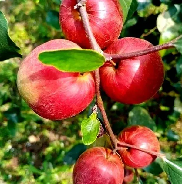Miss_India_/Thai_Ball_Sundari_Apple_Ber_Grafted_Fruit_Plant