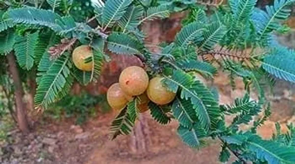 Red_Amla_(Krishna_Amalaki)__Plant_-_Premium_Quality,_Medicinal_Red_Fruits