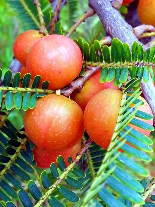 Red_Amla_(Krishna_Amalaki)__Plant_-_Premium_Quality,_Medicinal_Red_Fruits