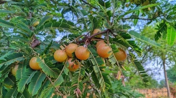 Red_Amla_(Krishna_Amalaki)__Plant_-_Premium_Quality,_Medicinal_Red_Fruits