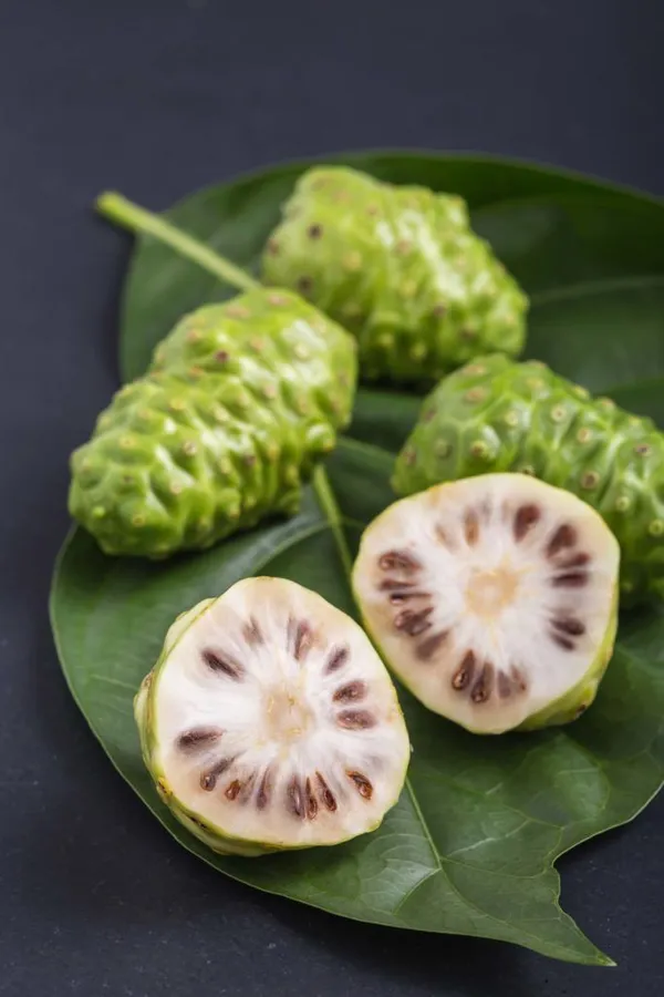 Morinda_Citrifolia_-_Noni,_Indian_Mulberry_-_Hawaiian_Plant