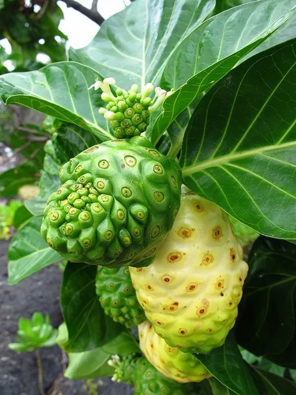 Morinda_Citrifolia_-_Noni,_Indian_Mulberry_-_Hawaiian_Plant