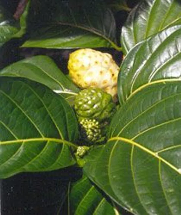 Morinda_Citrifolia_-_Noni,_Indian_Mulberry_-_Hawaiian_Plant