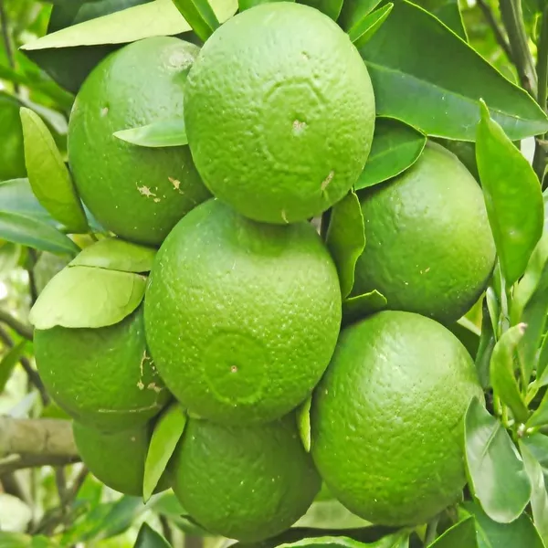 Thai_Mosambi_Malta_Bari_1_Sweet_Lemon_Grafted_Fruit_Tree__Plant