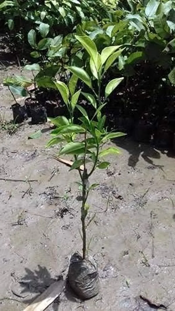 Thai_Mosambi_Malta_Bari_1_Sweet_Lemon_Grafted_Fruit_Tree__Plant