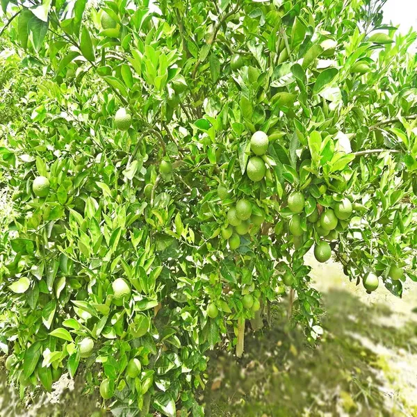 Thai_Mosambi_Malta_Bari_1_Sweet_Lemon_Grafted_Fruit_Tree__Plant