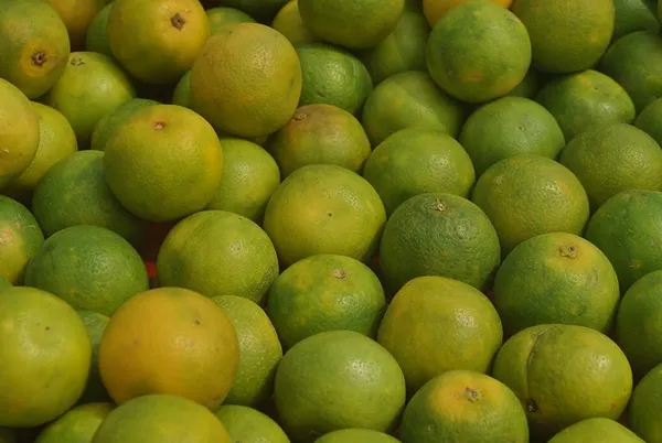 Thai_Mosambi_Malta_Bari_1_Sweet_Lemon_Grafted_Fruit_Tree__Plant