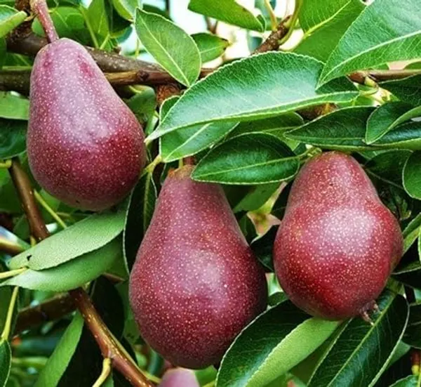 Red_Pineapple_Pear__Plant_Fruit__Plant_For_Home_Gardening_Indoor_Outdoor_Fruit__Plants