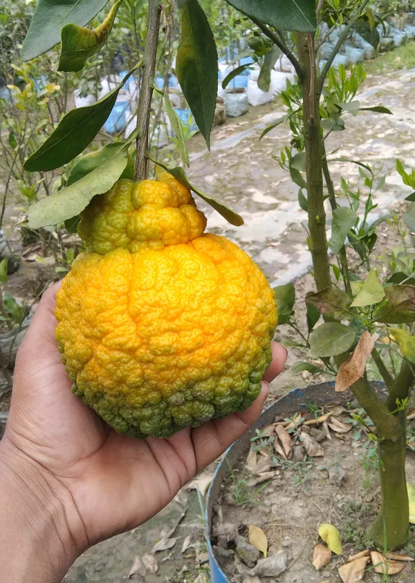Dekopon_Orange_Plant