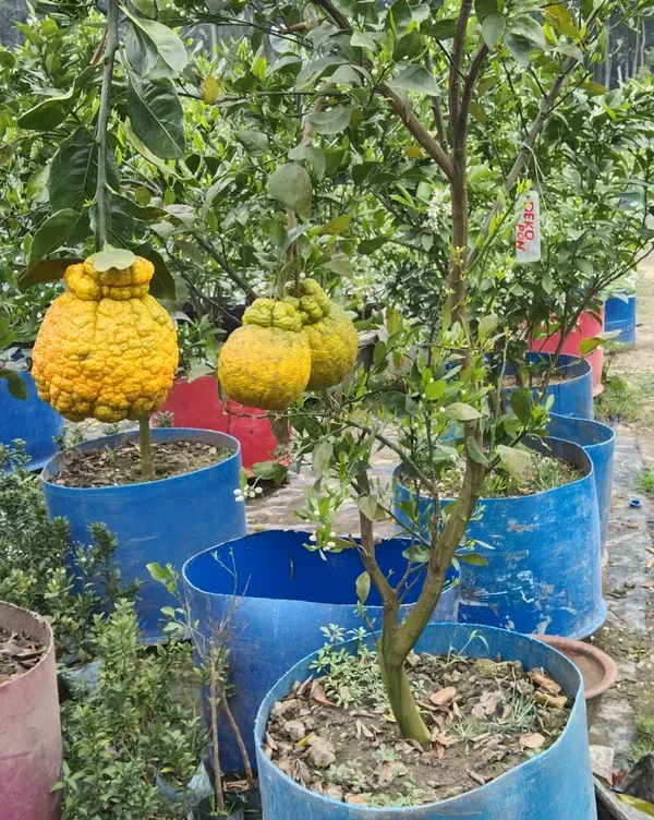 Dekopon_Orange_Plant