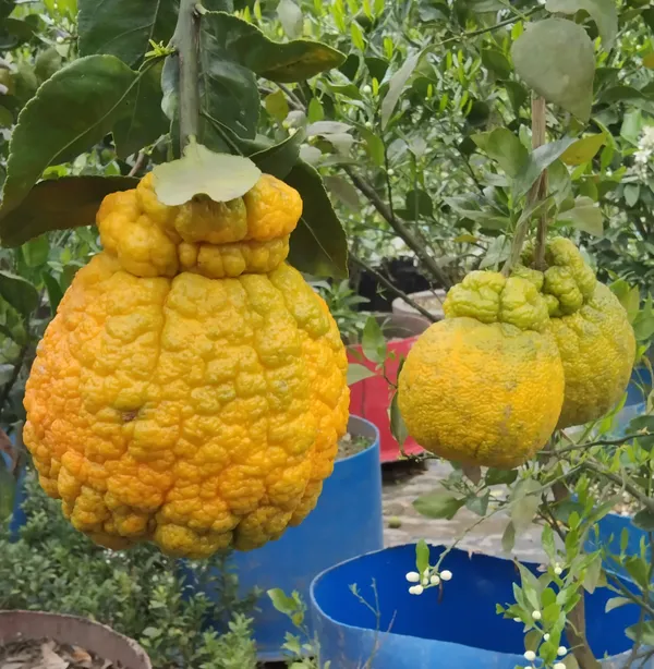 Dekopon_Orange_Plant