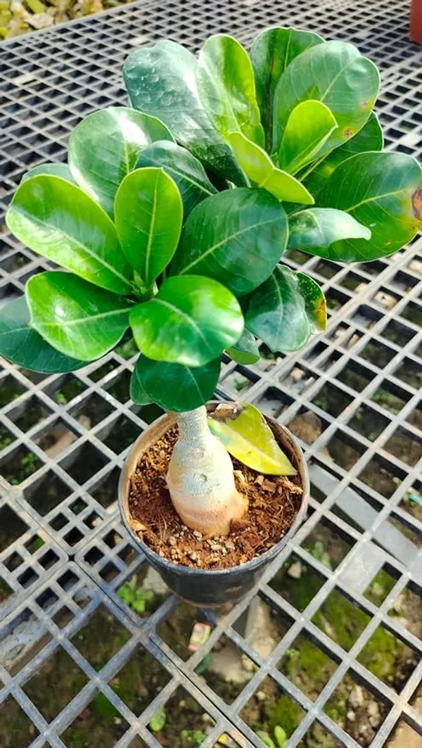 Purple_Adenium_Grafting_Plant_Desert_Roses__Flower_Plant_Healthy__Plant_Decorative_Flowering_Plant