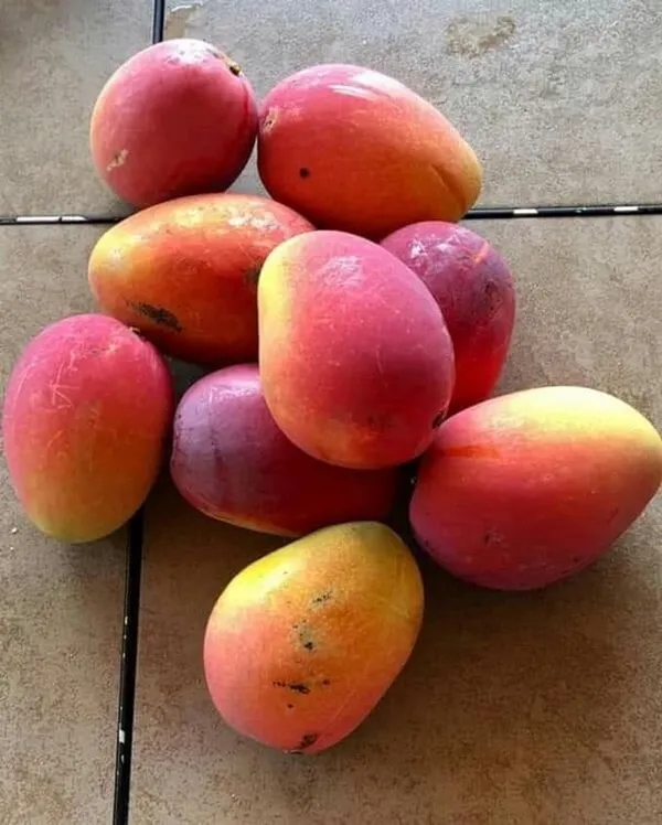 Gulabkhas_Mango_Plan_/_Grafted_Plant_Original_Varieties
