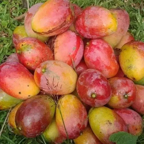 Gulabkhas_Mango_Plan_/_Grafted_Plant_Original_Varieties