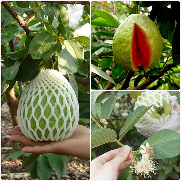 Organic_Guava_Green_Skin_Red_Flesh_Sweet_Crunchy_All_Season_Guava_Plant