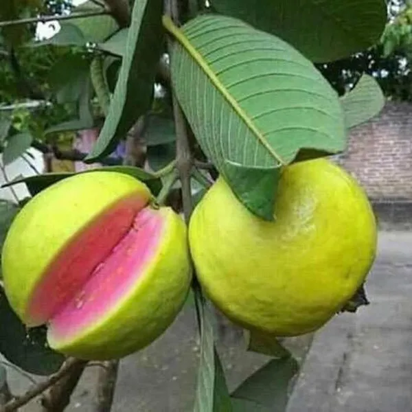 Organic_Guava_Green_Skin_Red_Flesh_Sweet_Crunchy_All_Season_Guava_Plant