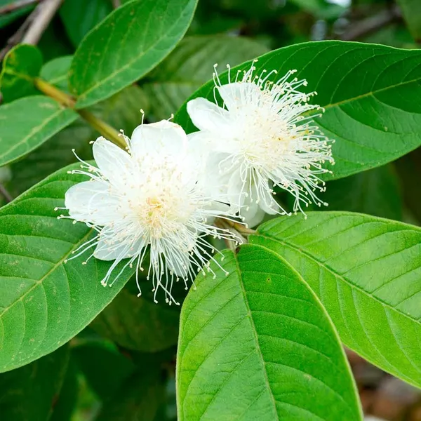 Organic_Guava_Green_Skin_Red_Flesh_Sweet_Crunchy_All_Season_Guava_Plant