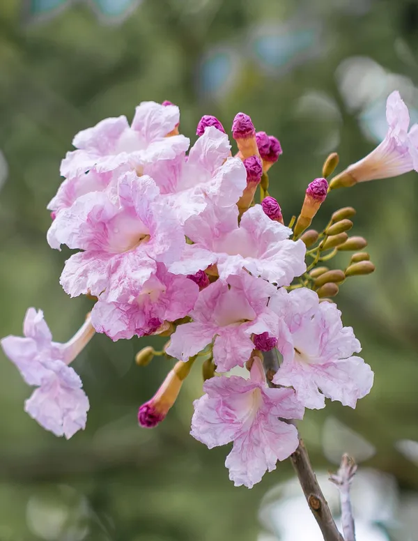 Pink_Tecoma_Plant