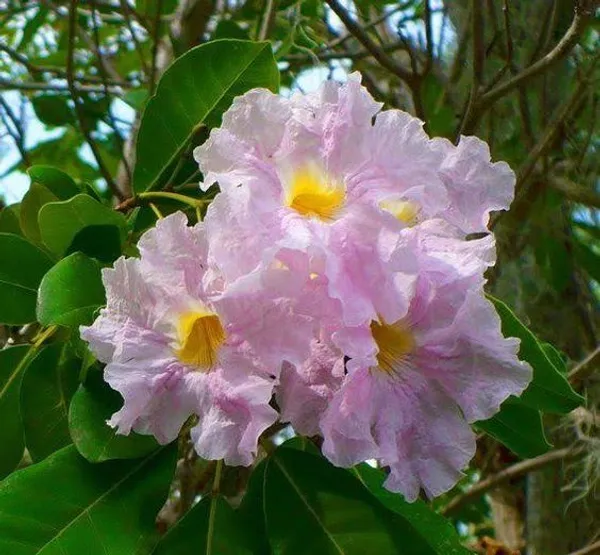 Pink_Tecoma_Plant