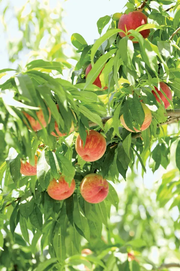 Peach_Plant_-_Aadu_Fruit_Plant