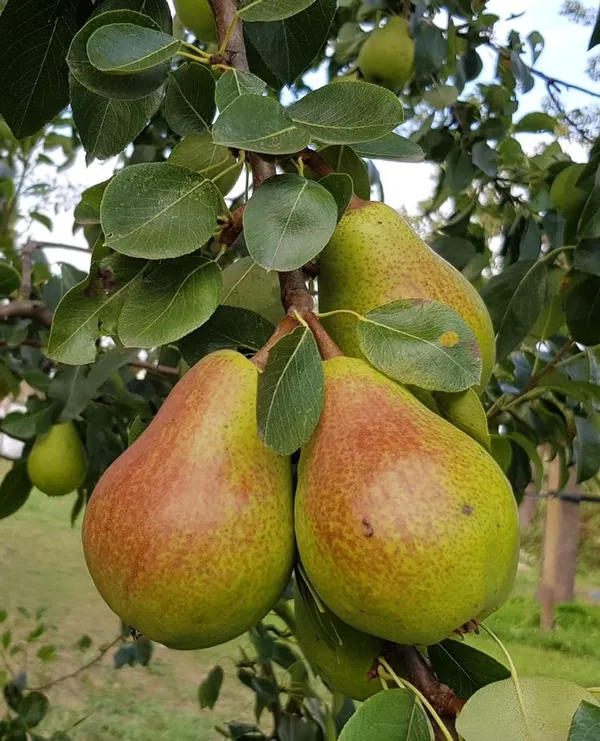 Pear_Trees_For_Sale_|_Fastgrowingtrees._Grafting_Outdoor_Plant