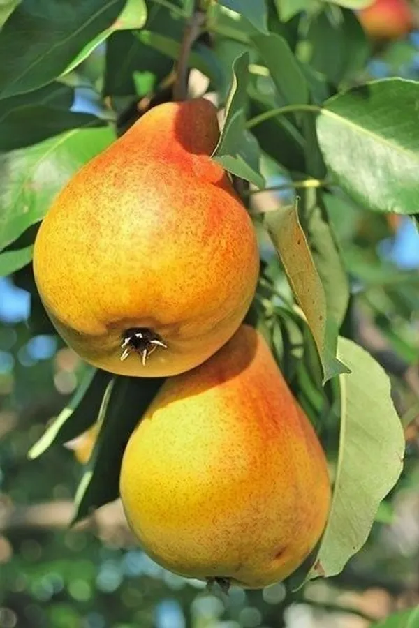 Pear_Trees_For_Sale_|_Fastgrowingtrees._Grafting_Outdoor_Plant
