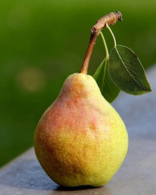 Pear_Trees_For_Sale_|_Fastgrowingtrees._Grafting_Outdoor_Plant