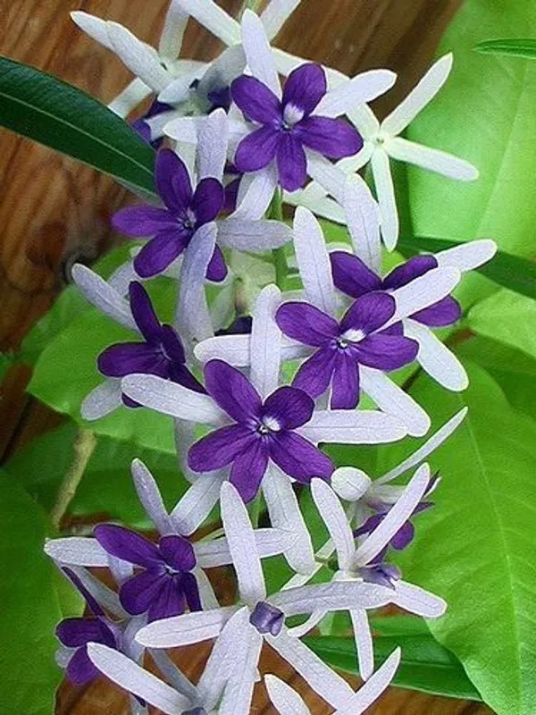 Petrea_Volubilis_Vine_|_Nilmoni_Lata_-_White_Color_Plant