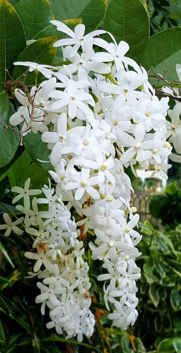 Petrea_Volubilis_Vine_|_Nilmoni_Lata_-_White_Color_Plant