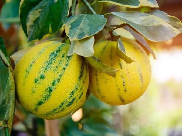 Pink_Variegated_Lemon_?_Rooted_Cutting/Bush