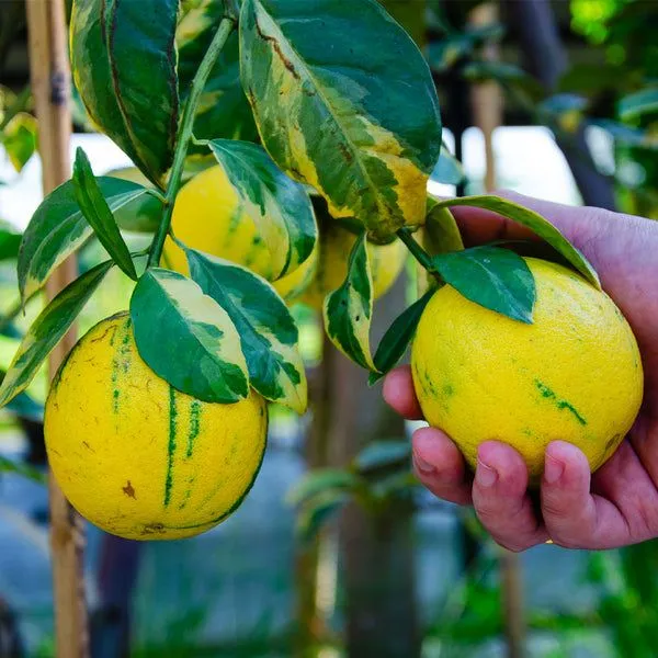 Pink_Variegated_Lemon_?_Rooted_Cutting/Bush